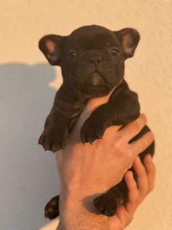 Bulldog Francese Pedigree Enci- Super Cucciolata Enci