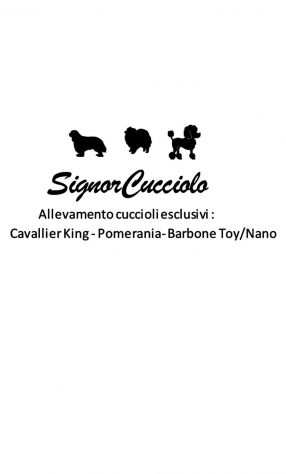 Bulldog Francese Pedigree Enci- Super Cucciolata Enci