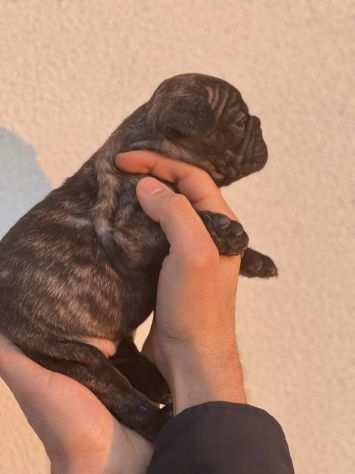 Bulldog Francese Pedigree Enci- Super Cucciolata Enci