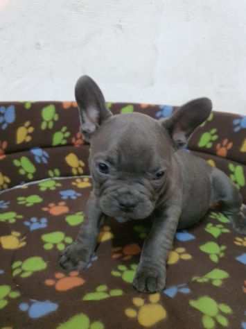 Bulldog francese total blu maschietto