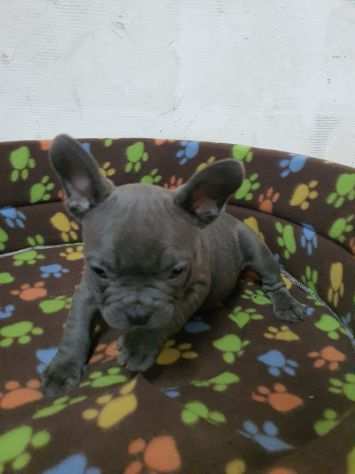 Bulldog francese total blu maschietto italiano allevamento privato