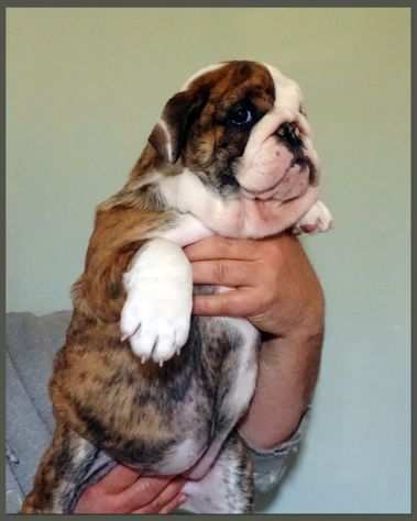 Bulldog Inglese Cuccioli