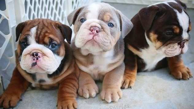 Bulldog inglese cuccioli - pagamento da 80 euro al mese