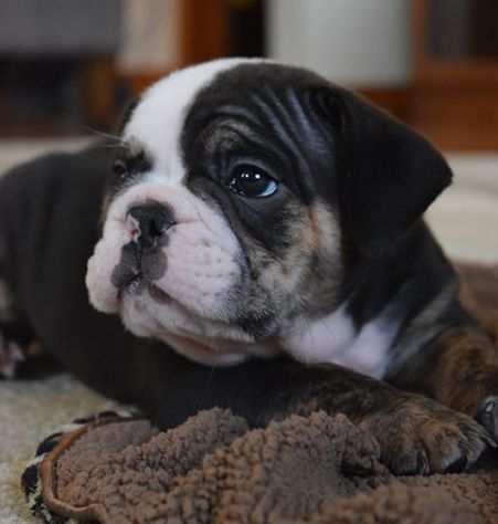 Bulldog inglese cuccioli - pagamento da 80 euro al mese