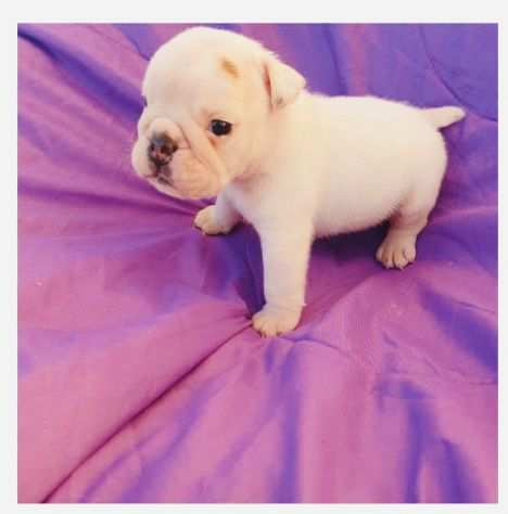 Bulldog Inglese Pedigree Enci- Super Cucciolata Enci