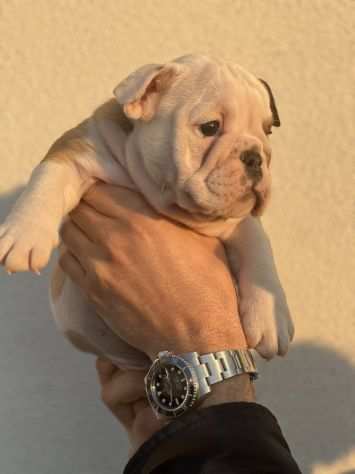 Bulldog Inglese Pedigree Enci- Super Cucciolata Enci