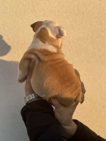 Bulldog Inglese Pedigree Enci- Super Cucciolata Enci