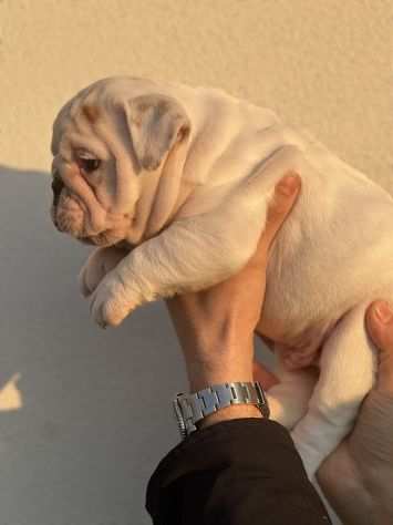 Bulldog Inglese Pedigree Enci- Super Cucciolata Enci