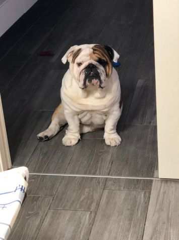 Bulldog inglese stallone disponibile per monta