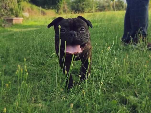 Bullo, giovanissimo BULLDOG FRANCESE