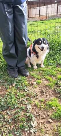 Buttato in strada ora chiuso in gabbia, lui spera che qualcuno lo salvi