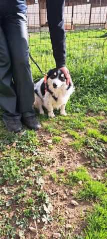 Buttato in strada ora chiuso in gabbia, lui spera che qualcuno lo salvi