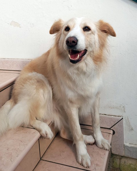 Kelly dolcissima cagnetta in adozione