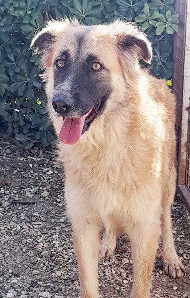 Jasmine, dolcissima mix pastore belga in adozione