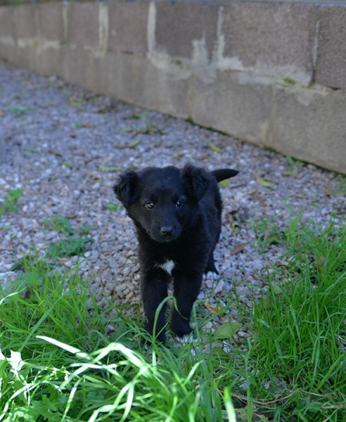 Perla bellissimo cucciolo femmina in adozione