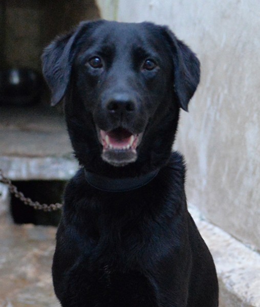 Lady dolce labrador in adozione