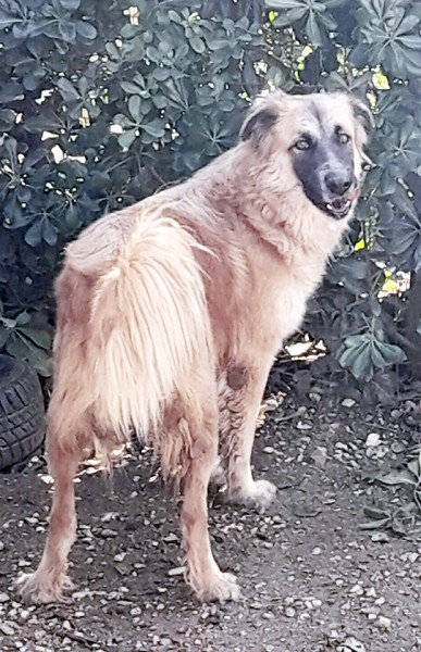 Jasmine, dolcissima mix pastore belga in adozione