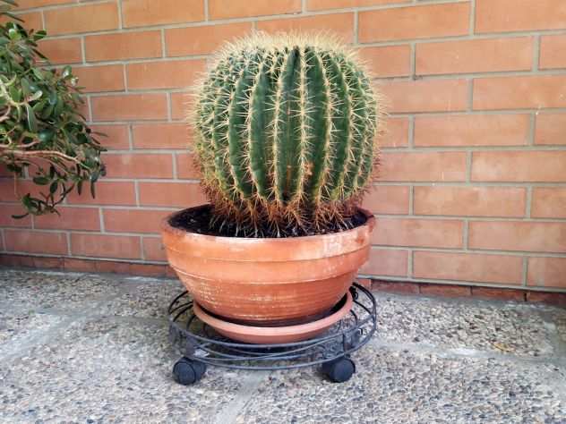 Cactus (cuscino della suocera)