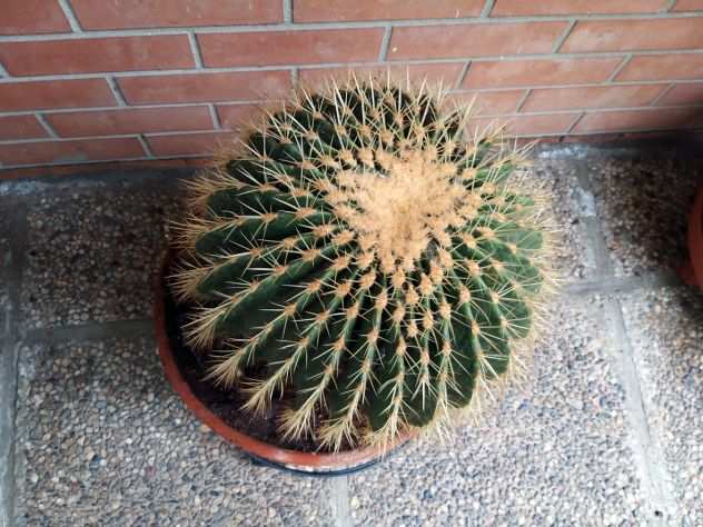 Cactus (cuscino della suocera)