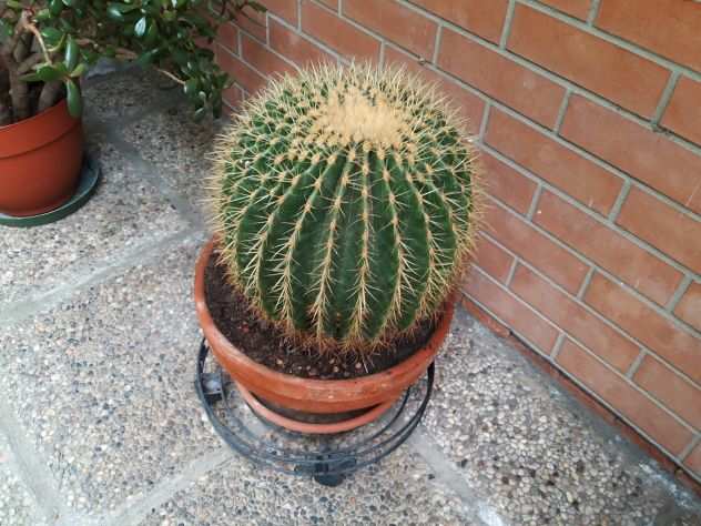 Cactus (cuscino della suocera)