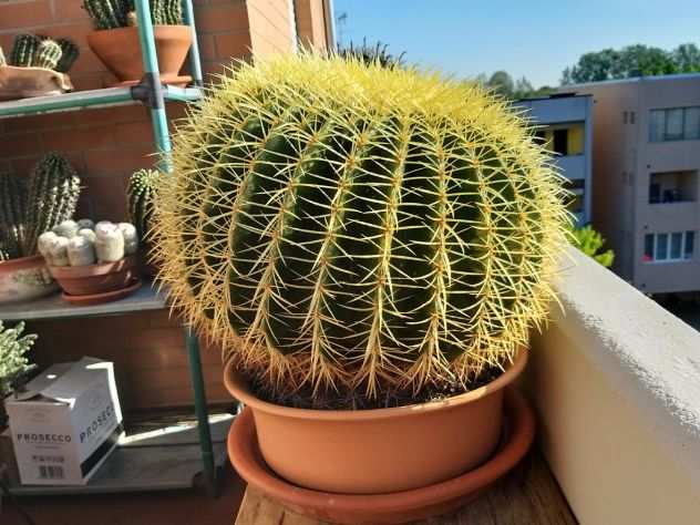 Cactus (sedia della suocera)