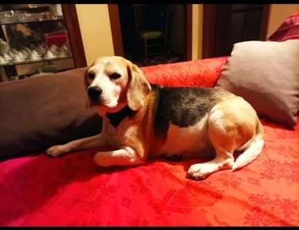 cagnolina adulta Beagle di razza con pedigree