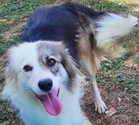 CAGNOLINA DA ADOTTARE