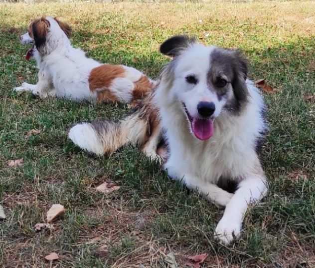 CAGNOLINA DA ADOTTARE