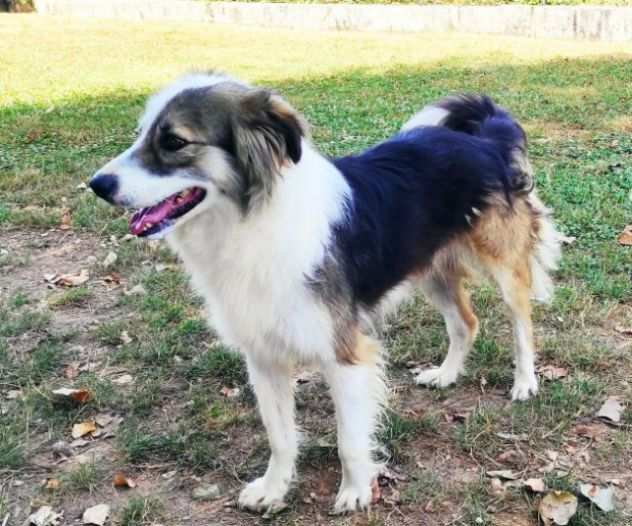 CAGNOLINA DA ADOTTARE