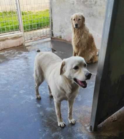 Cagnolina da adottare