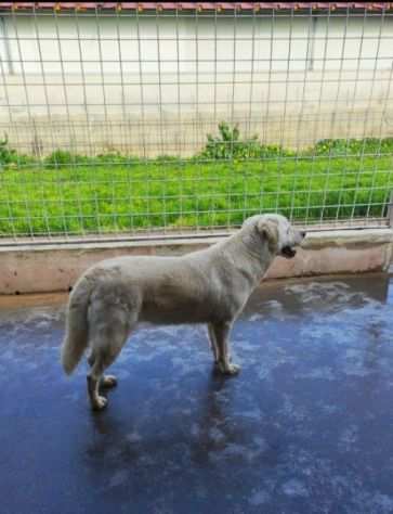 Cagnolina da adottare