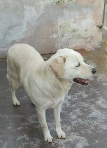 Cagnolina da adottare