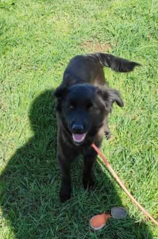 CAGNOLINA IN ADOZIONE ARIEL, taglia piccola.