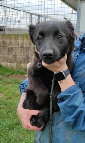 CAGNOLINA IN ADOZIONE ARIEL, taglia piccola.