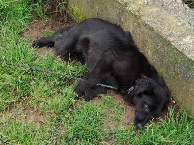 CAGNOLINA IN ADOZIONE ARIEL, taglia piccola.