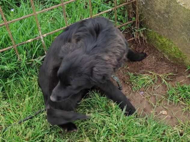 CAGNOLINA IN ADOZIONE ARIEL, taglia piccola.