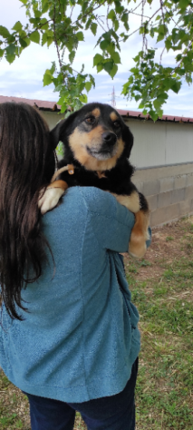 CAGNOLINA IN ADOZIONE BRICIOLA TAGLIA MEDIO CONTENUTA