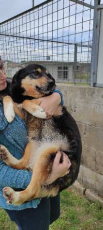 CAGNOLINA IN ADOZIONE BRICIOLA TAGLIA MEDIO CONTENUTA