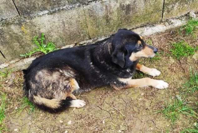 CAGNOLINA IN ADOZIONE BRICIOLA TAGLIA MEDIO CONTENUTA