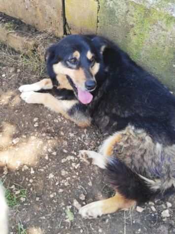 CAGNOLINA IN ADOZIONE BRICIOLA TAGLIA MEDIO CONTENUTA