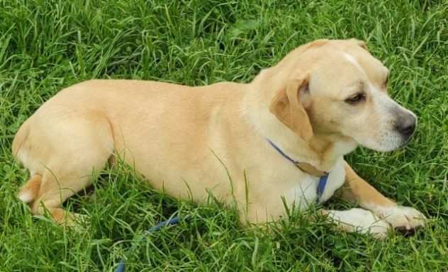 CAGNOLINA IN ADOZIONE CECY, taglia medio piccola