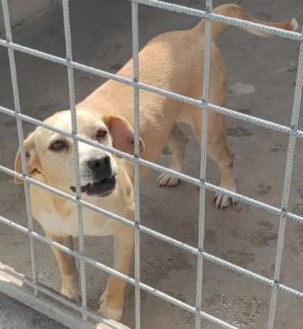 CAGNOLINA IN ADOZIONE CECY, taglia medio piccola