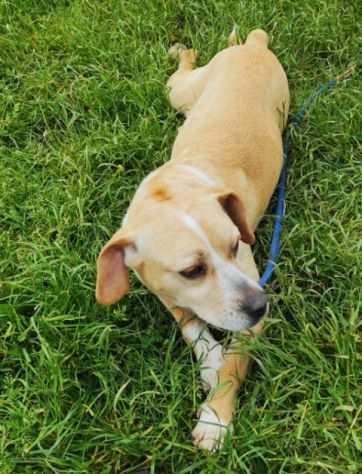 CAGNOLINA IN ADOZIONE CECY, taglia medio piccola