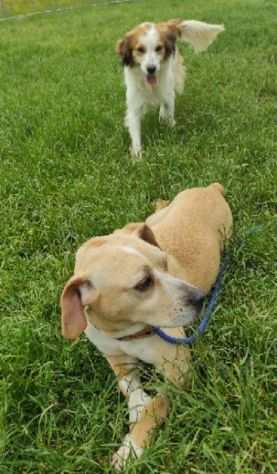 CAGNOLINA IN ADOZIONE CECY, taglia medio piccola