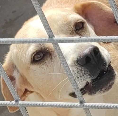 CAGNOLINA IN ADOZIONE CECY, taglia medio piccola