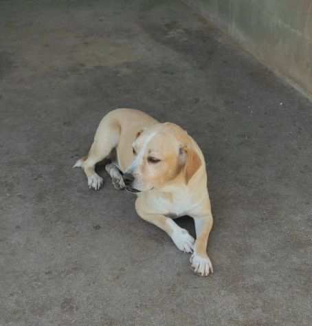 CAGNOLINA IN ADOZIONE CECY, taglia medio piccola