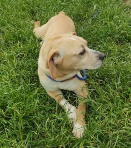 CAGNOLINA IN ADOZIONE CECY, taglia medio piccola