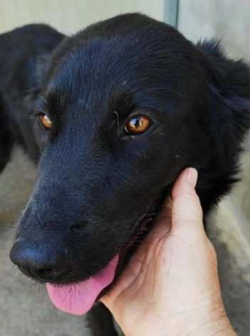 CAGNOLINA IN ADOZIONE FILIA, giovane e delicata.