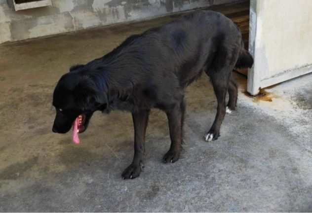 CAGNOLINA IN ADOZIONE FILIA, giovane e delicata.