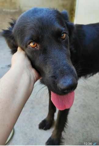 CAGNOLINA IN ADOZIONE FILIA, giovane e delicata.